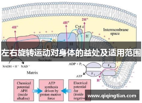 左右旋转运动对身体的益处及适用范围